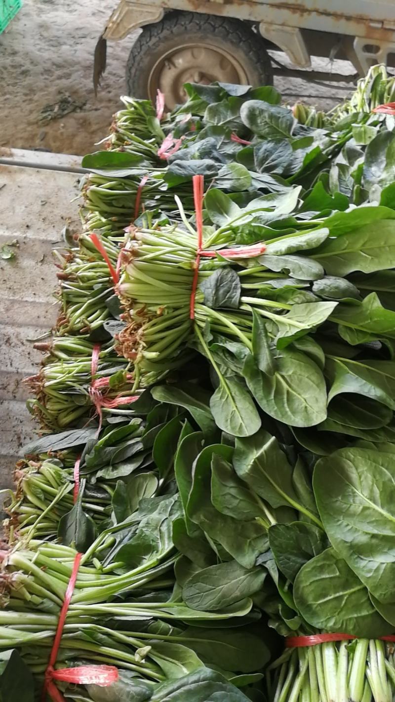 大叶菠菜陆续上市有需要的客户联系