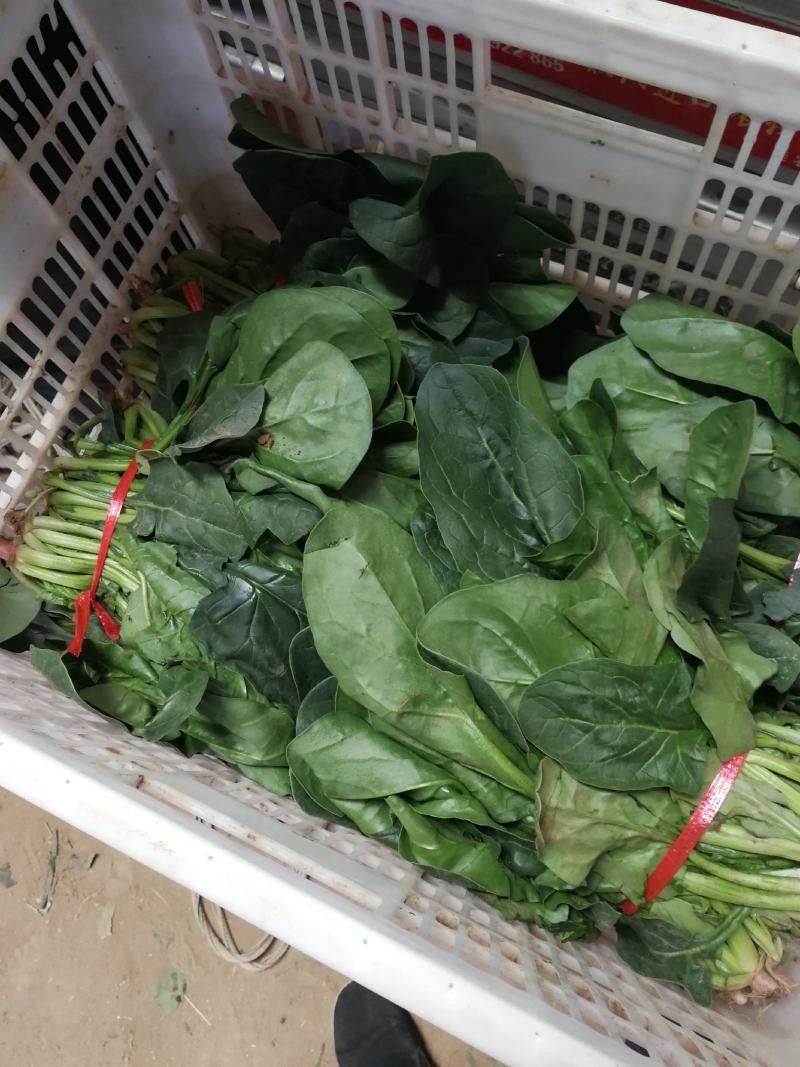 大叶菠菜陆续上市有需要的客户联系