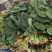 大叶菠菜陆续上市有需要的客户联系