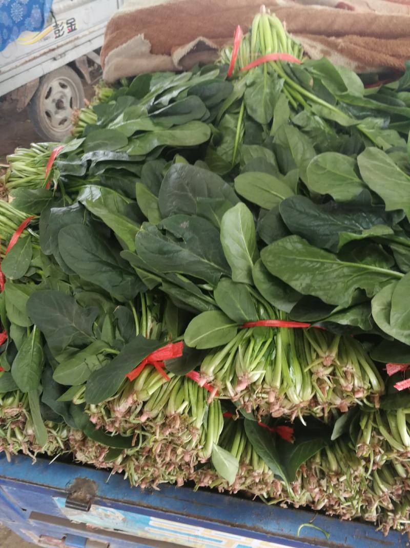 大叶菠菜陆续上市有需要的客户联系