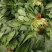大叶菠菜陆续上市有需要的客户联系