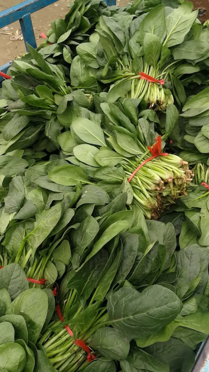 大叶菠菜陆续上市有需要的客户联系