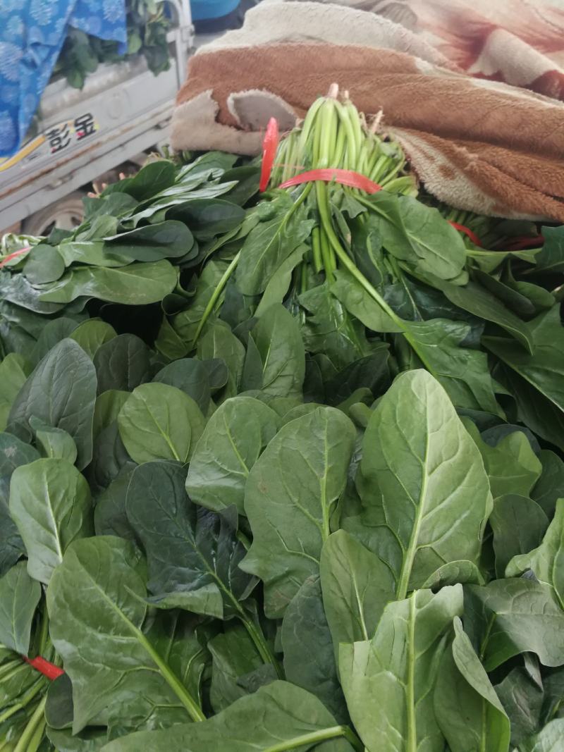大叶菠菜陆续上市有需要的客户联系