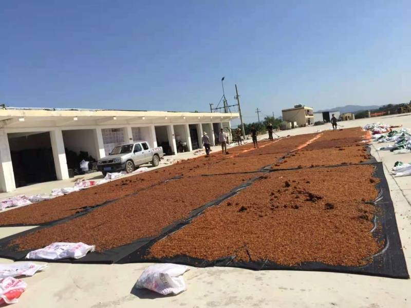 桃胶水洗金黄黄红爆米花0.6-1.5统货产地一手货源批发