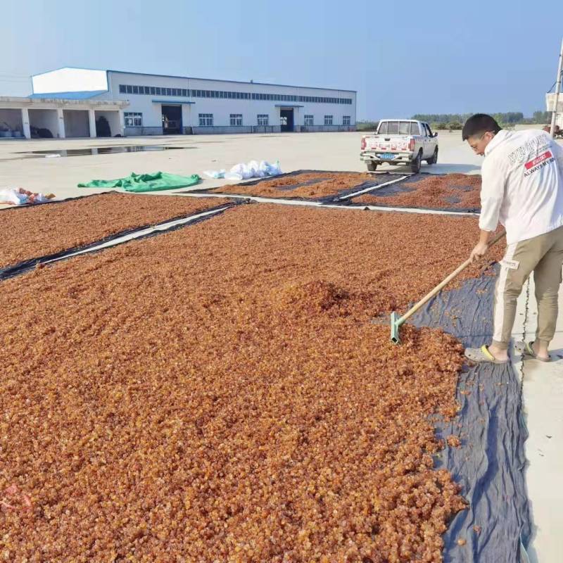 桃胶水洗金黄黄红爆米花0.6-1.5统货产地一手货源批发
