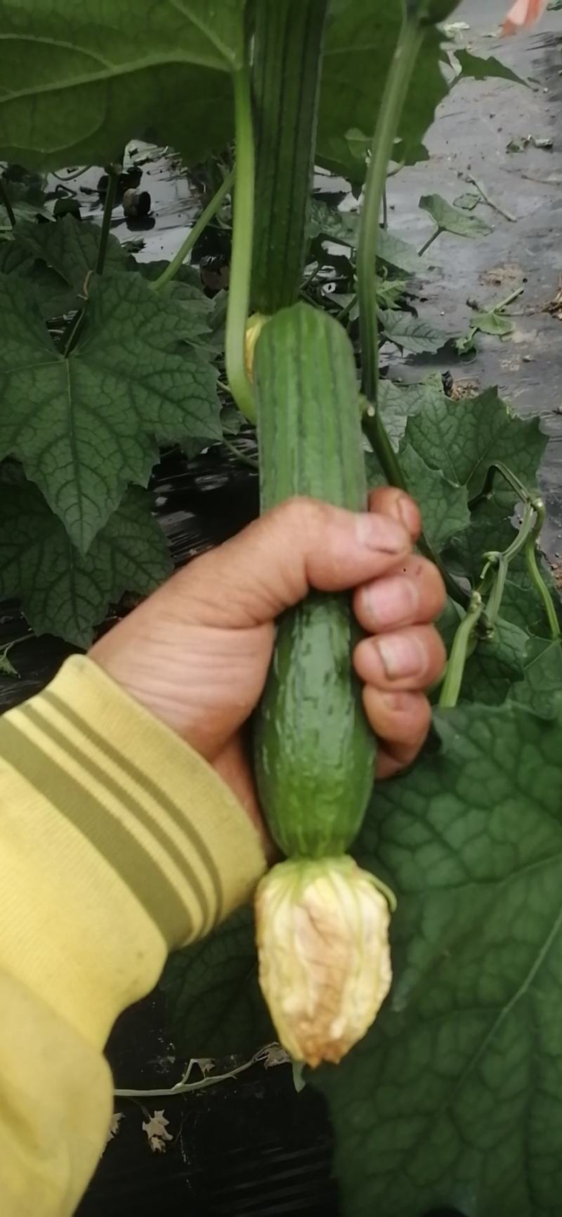 种植户