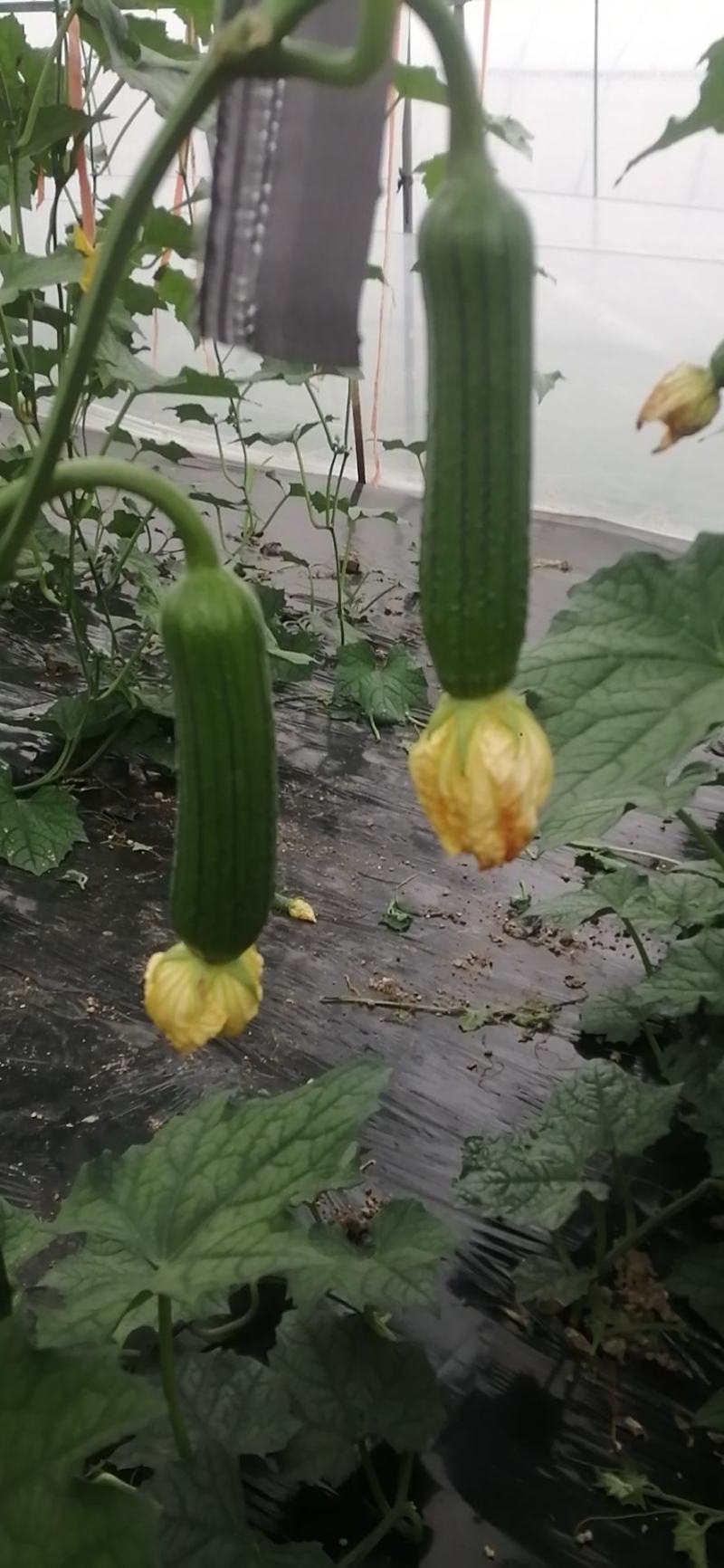 种植户