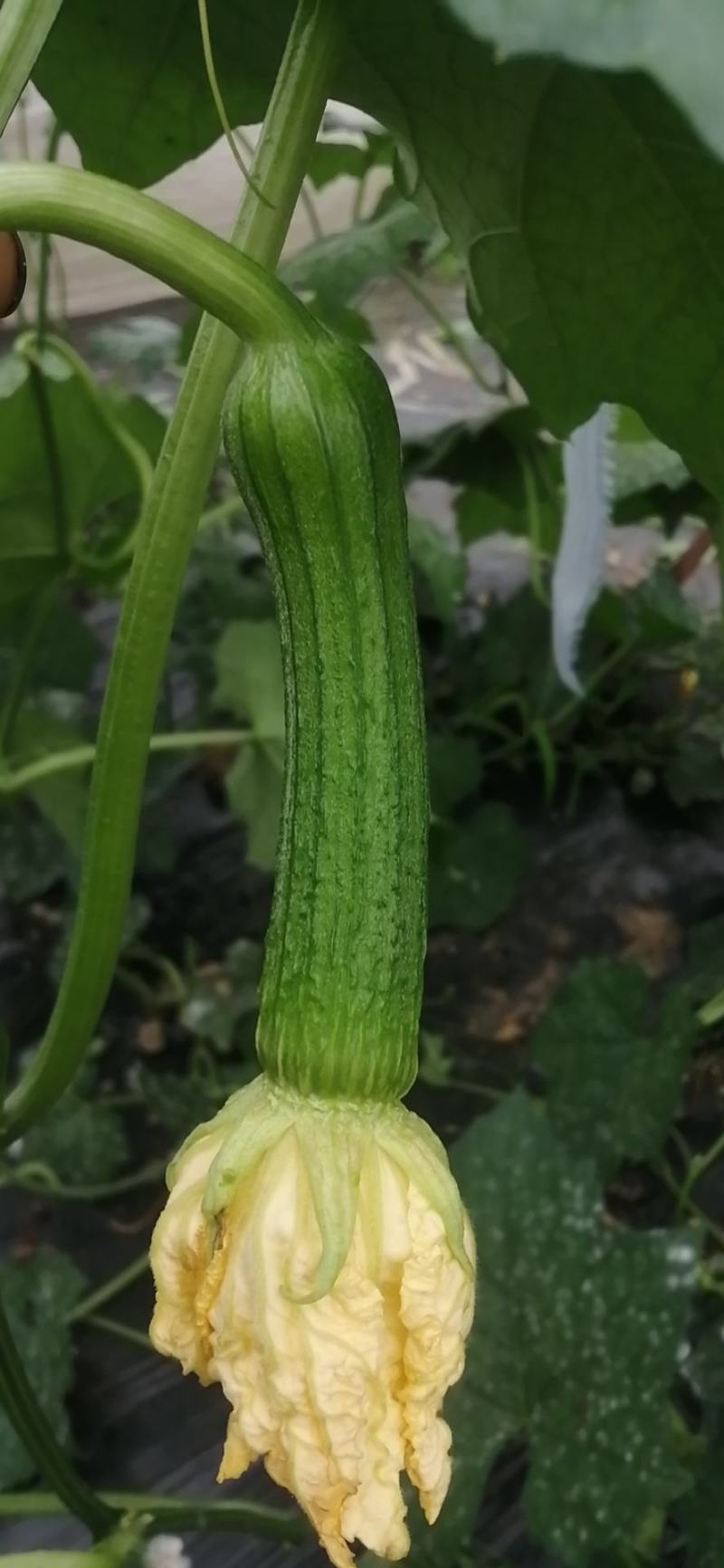 种植户