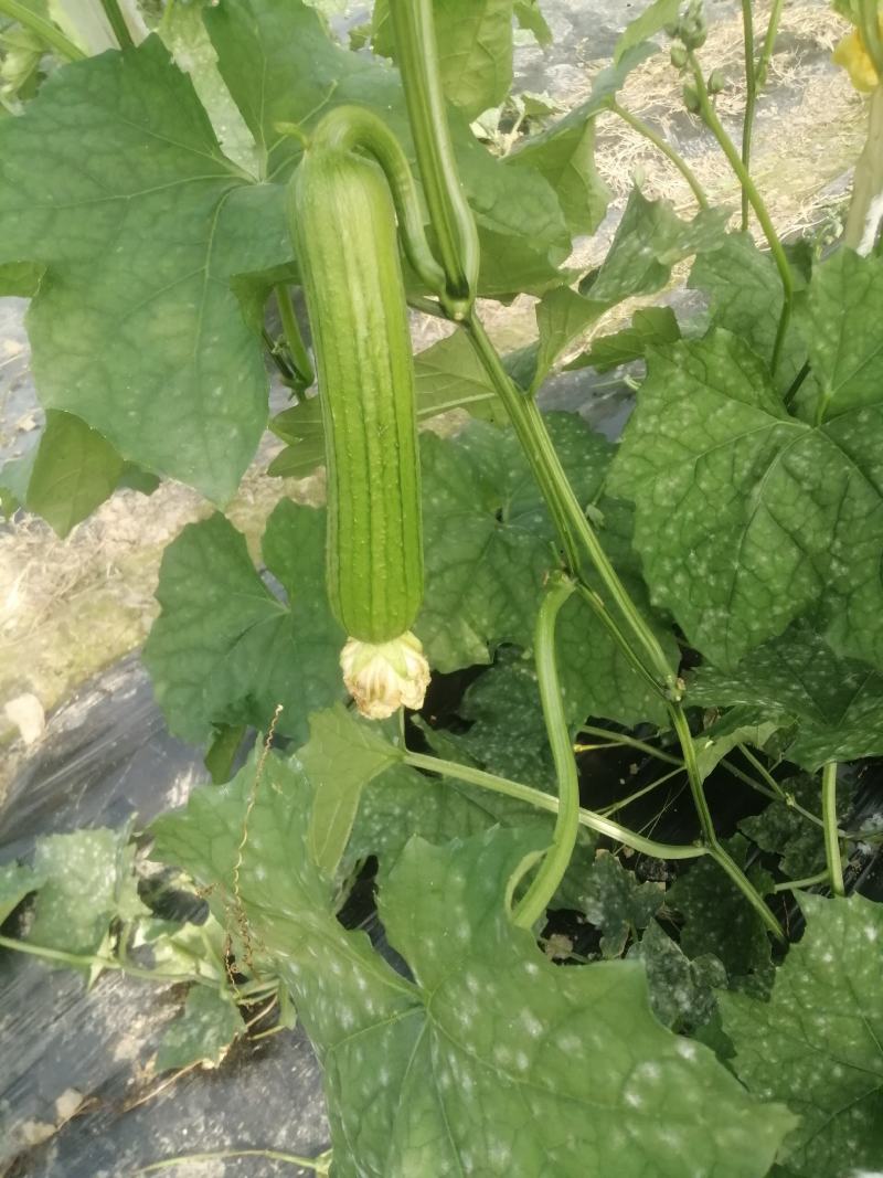 种植户