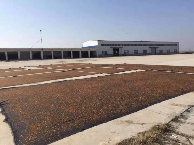 桃胶水洗金黄黄红爆米花0.6-1.5统货产地一手货源批发
