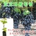 蓝宝石葡萄苗果树北方南方种植庭院爬藤地栽盆栽葡萄树苖当年