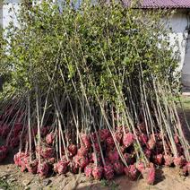 江西地径2公分枫香苗大量供应，基地直发品质