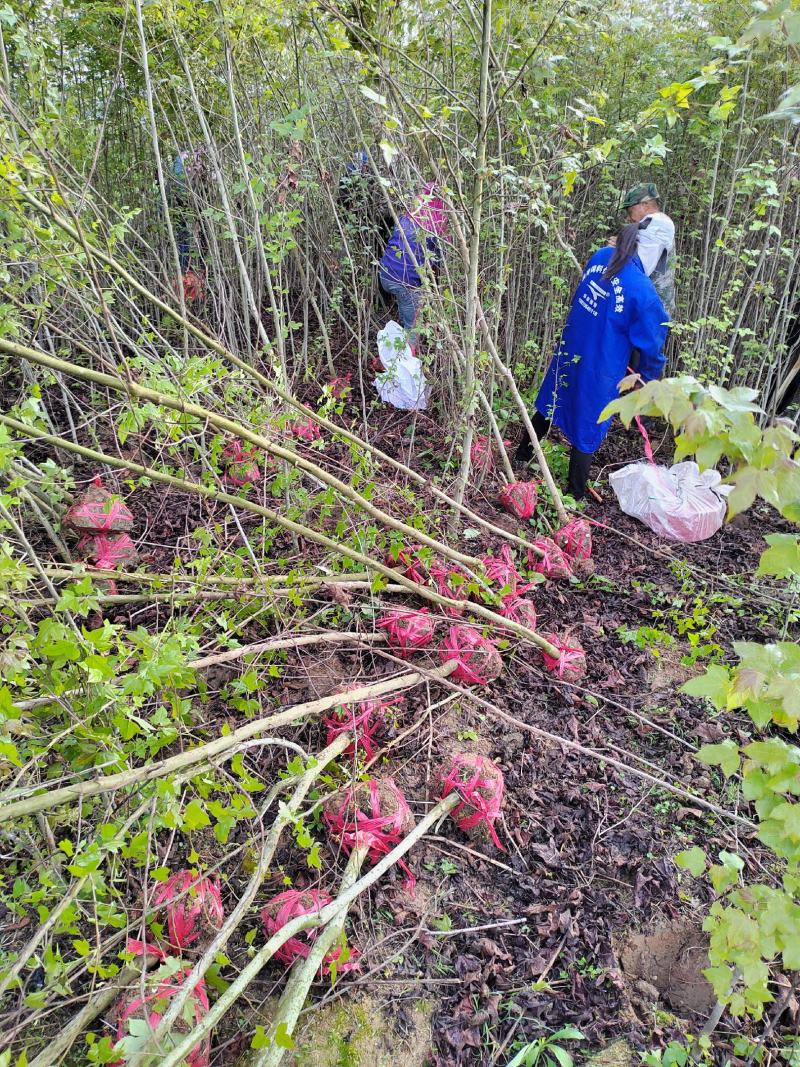 江西地径2公分枫香苗大量供应，基地直发品质保障