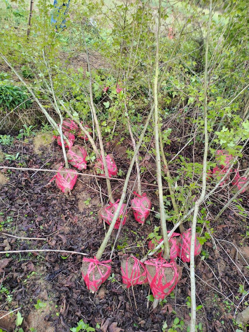 江西地径2公分枫香苗大量供应，基地直发品质保障