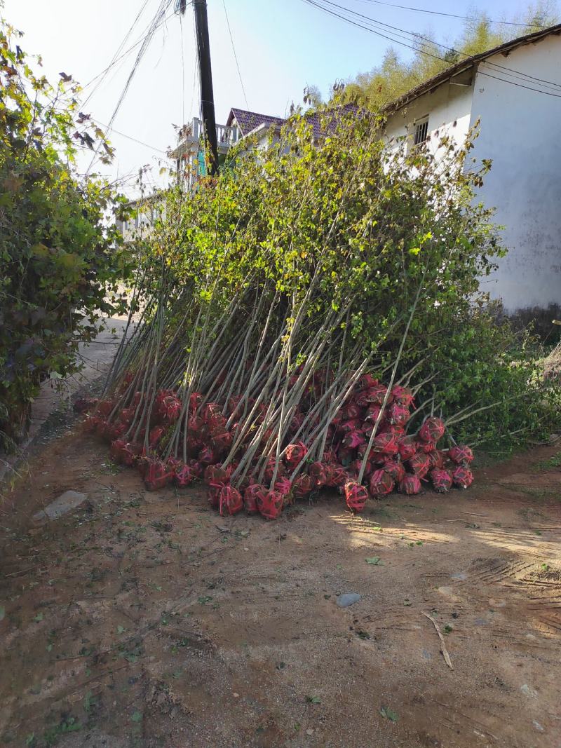 江西地径2公分枫香苗大量供应，基地直发品质保障