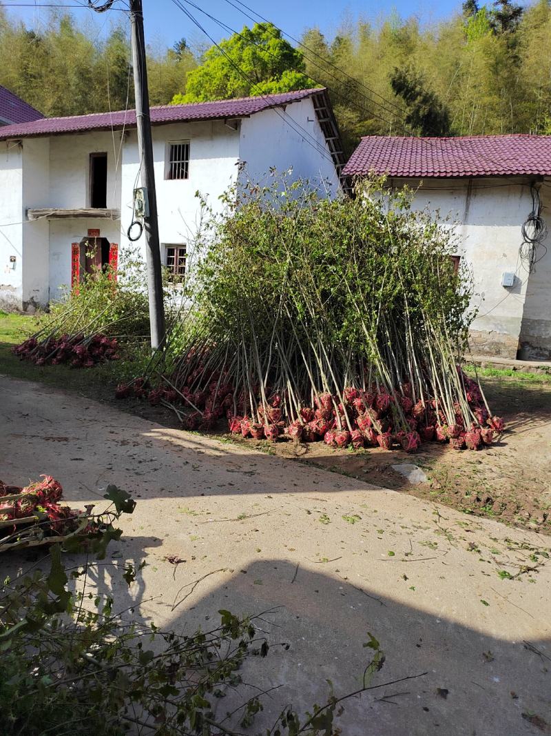江西地径2公分枫香苗大量供应，基地直发品质保障