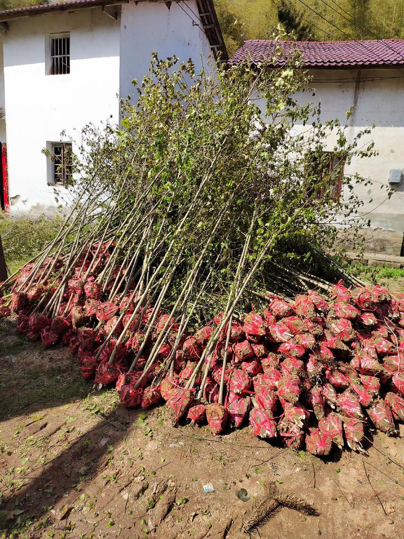 江西地径2公分枫香苗大量供应，基地直发品质保障