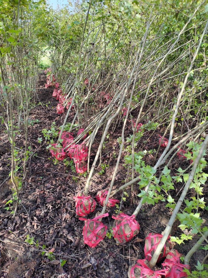 江西地径2公分枫香苗大量供应，基地直发品质保障