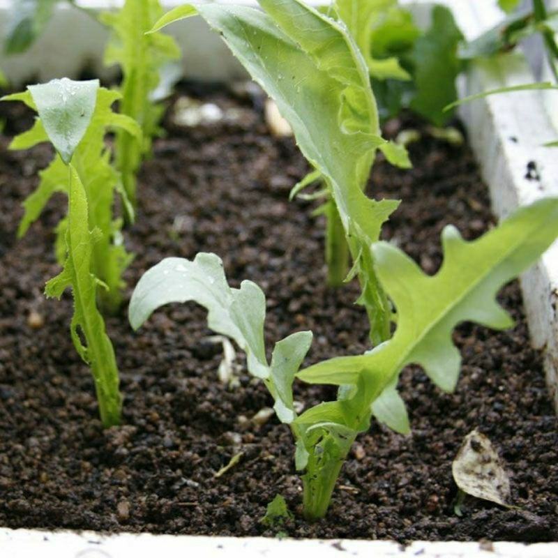 苦荬菜种子牧草种子鸡鸭鹅猪兔鱼的牧草种子批发苦苣种子