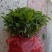 包邮重瓣茉莉花花苗批发零售一件代发基地直发保质保量