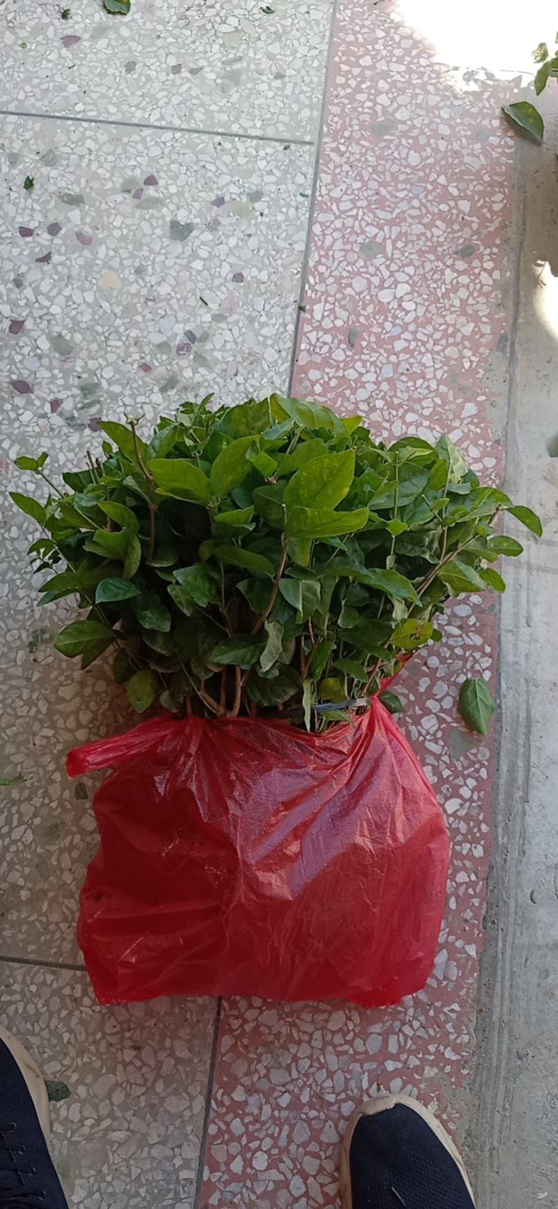 包邮重瓣茉莉花花苗批发零售一件代发基地直发保质保量