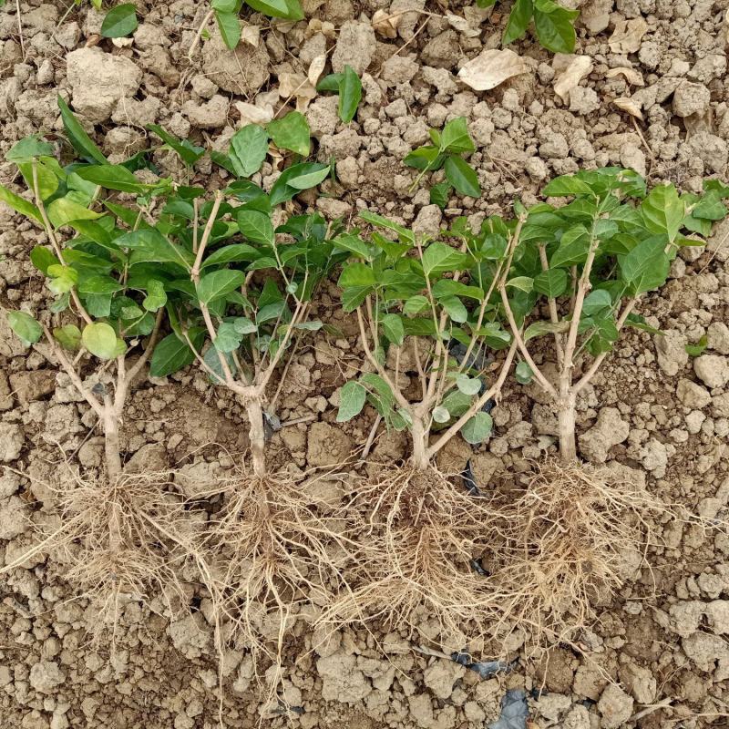 包邮重瓣茉莉花花苗批发零售一件代发基地直发保质保量