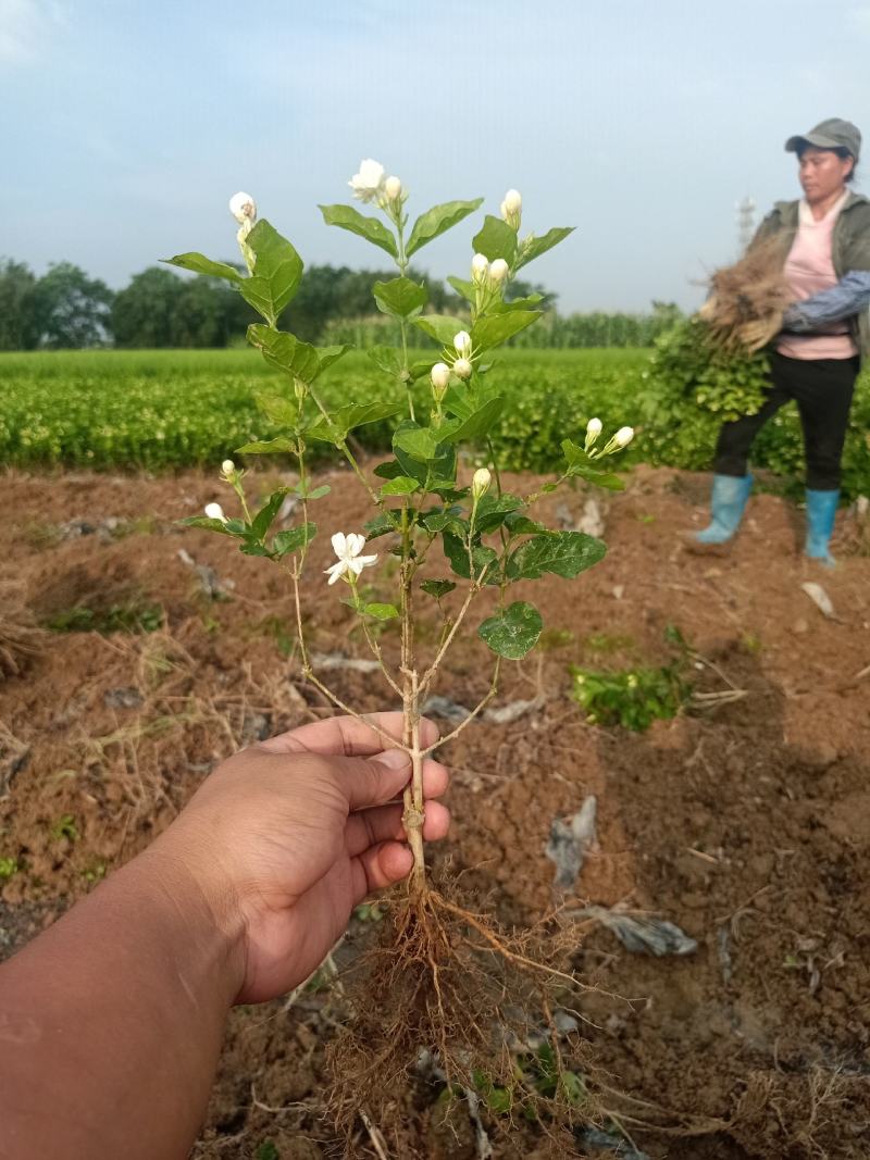 包邮重瓣茉莉花花苗批发零售一件代发基地直发保质保量