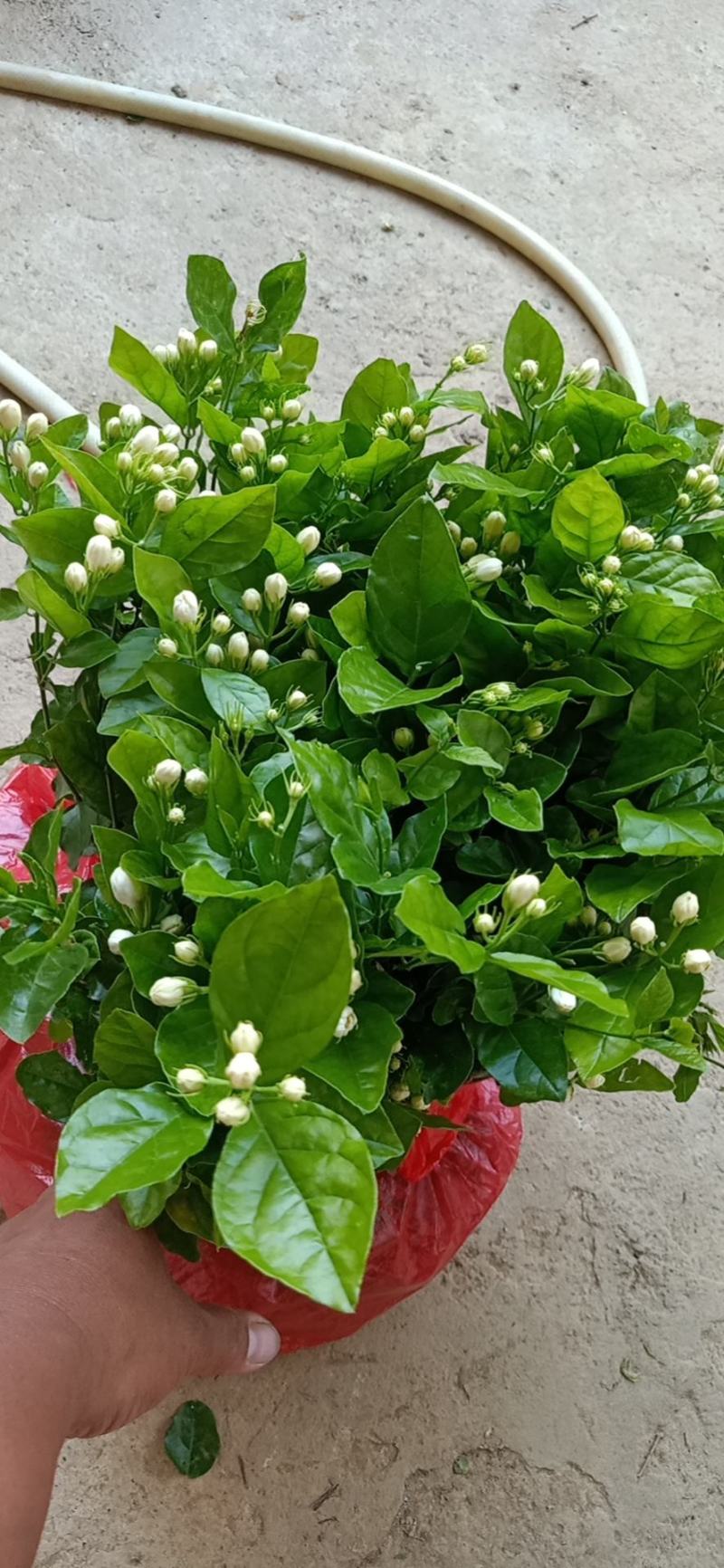 包邮重瓣茉莉花花苗批发零售一件代发基地直发保质保量