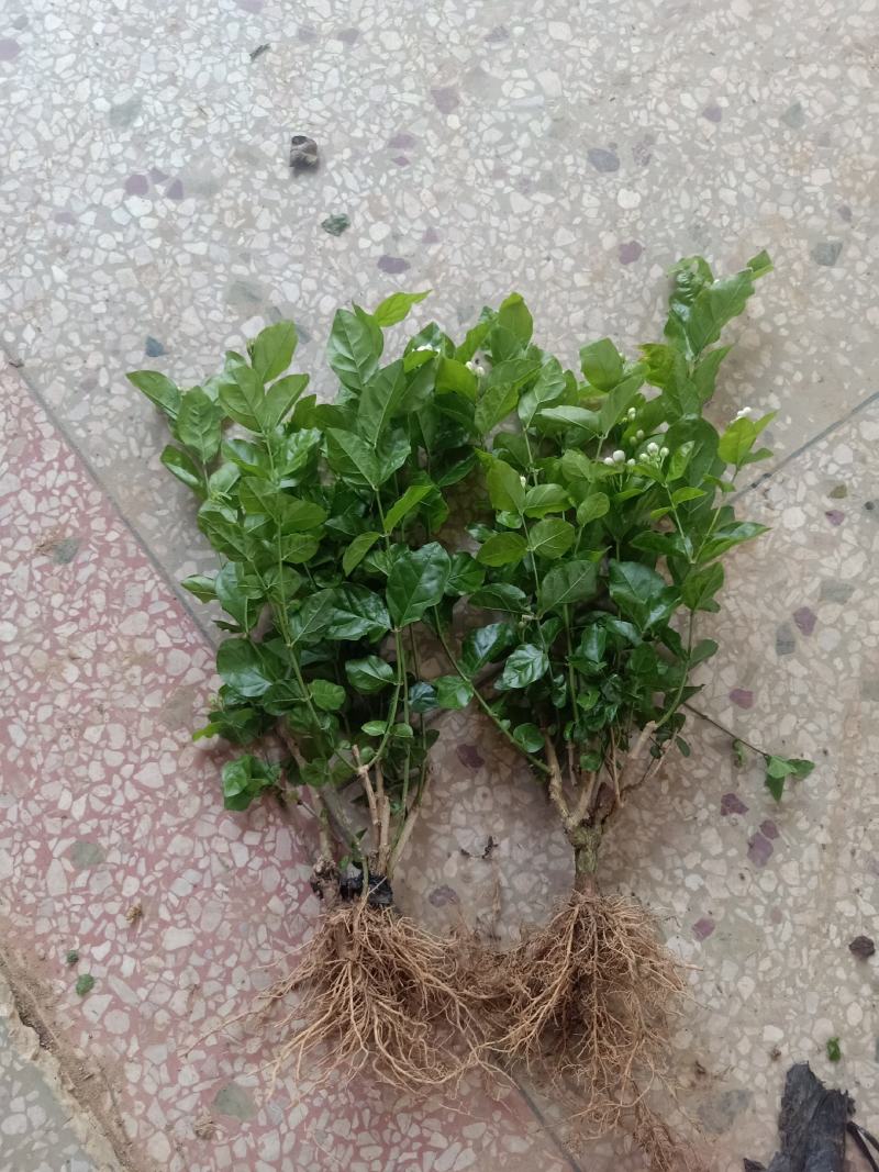 包邮重瓣茉莉花花苗批发零售一件代发基地直发保质保量