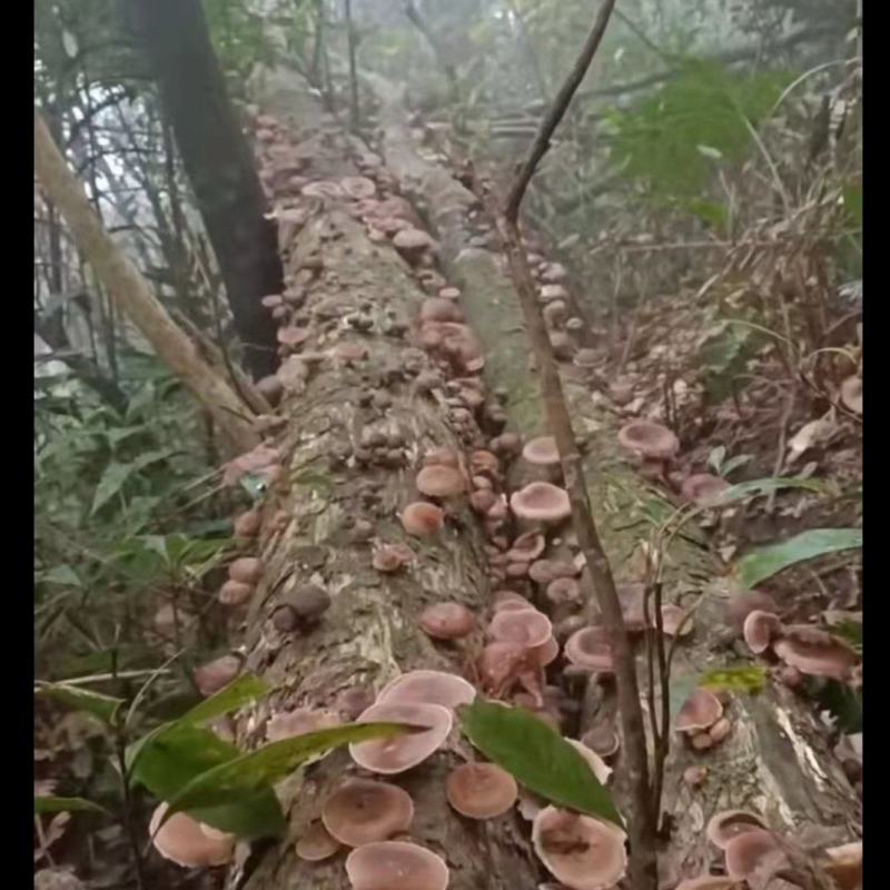 金秀大瑶山山咔咔香菇
