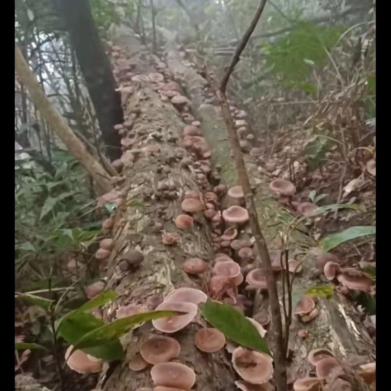 金秀大瑶山山咔咔香菇