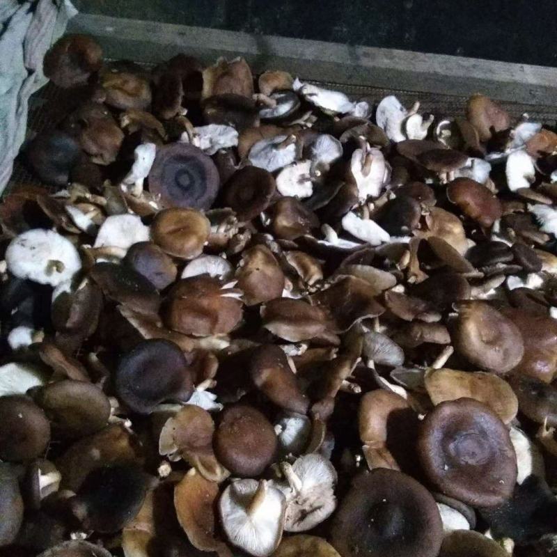 金秀大瑶山山咔咔香菇