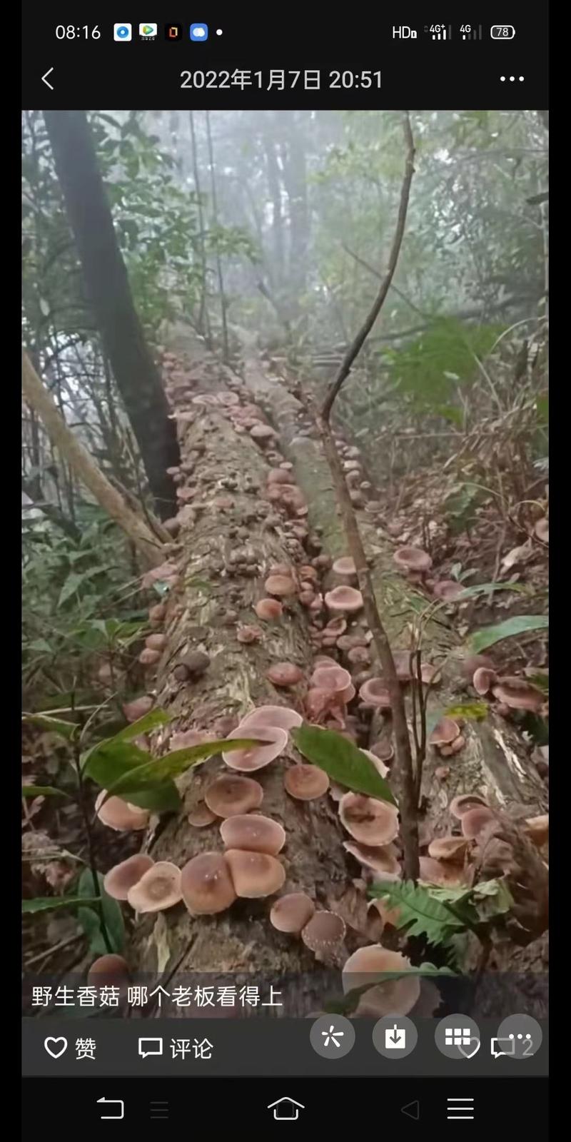 金秀大瑶山山咔咔香菇