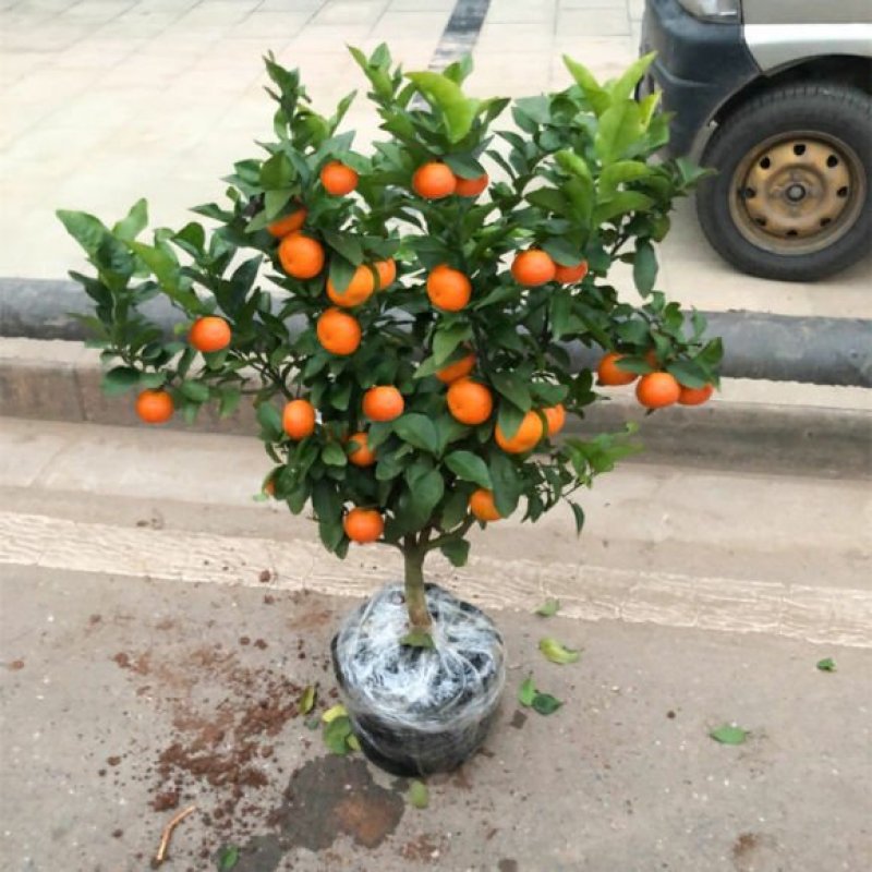 沙糖桔树苗地栽盆栽南方北方种植橘子树苗柑桔果树果苗嫁接砂