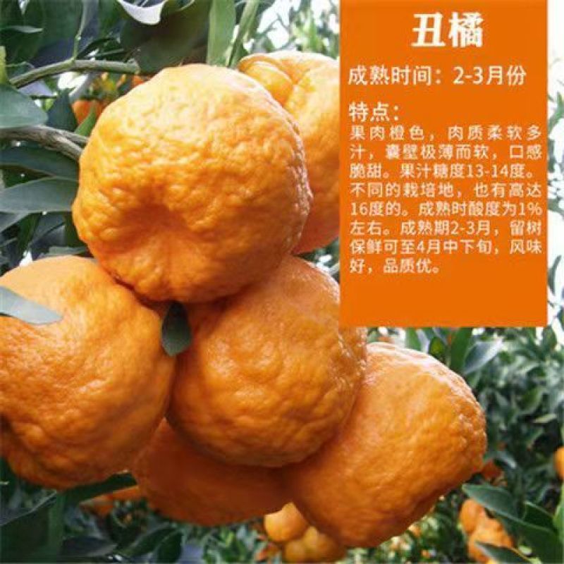 沙糖桔树苗地栽盆栽南方北方种植橘子树苗柑桔果树果苗嫁接砂