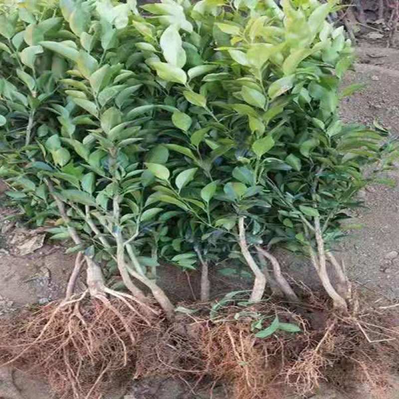 沙糖桔树苗地栽盆栽南方北方种植橘子树苗柑桔果树果苗嫁接砂