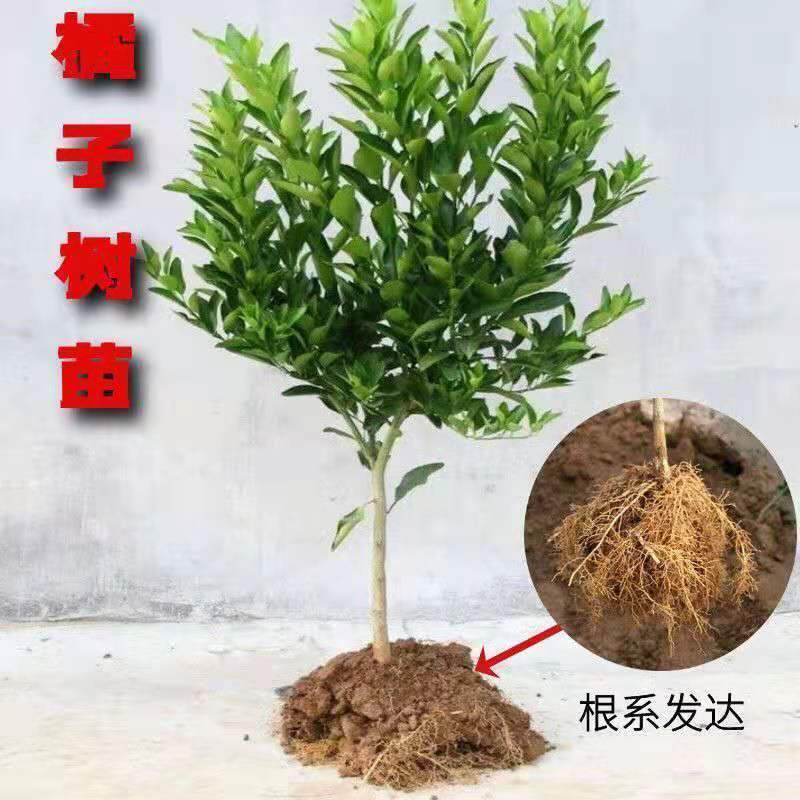 沙糖桔树苗地栽盆栽南方北方种植橘子树苗柑桔果树果苗嫁接砂