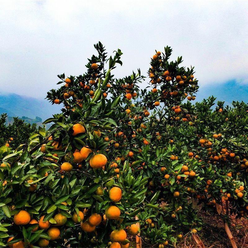沙糖桔树苗地栽盆栽南方北方种植橘子树苗柑桔果树果苗嫁接砂