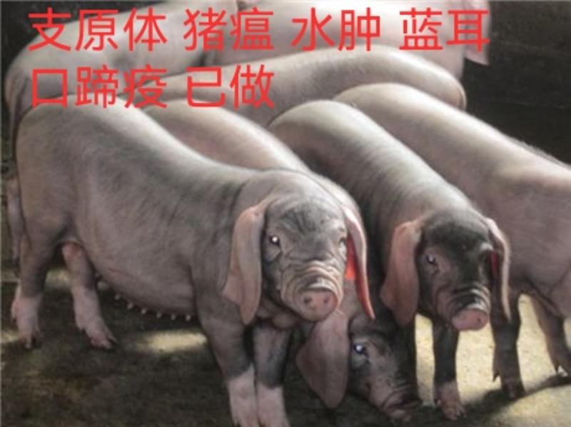 母猪苗批发原种太湖母猪长白二元杜洛克品种齐全货到付款