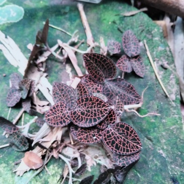 金秀大瑶山咔咔金线莲