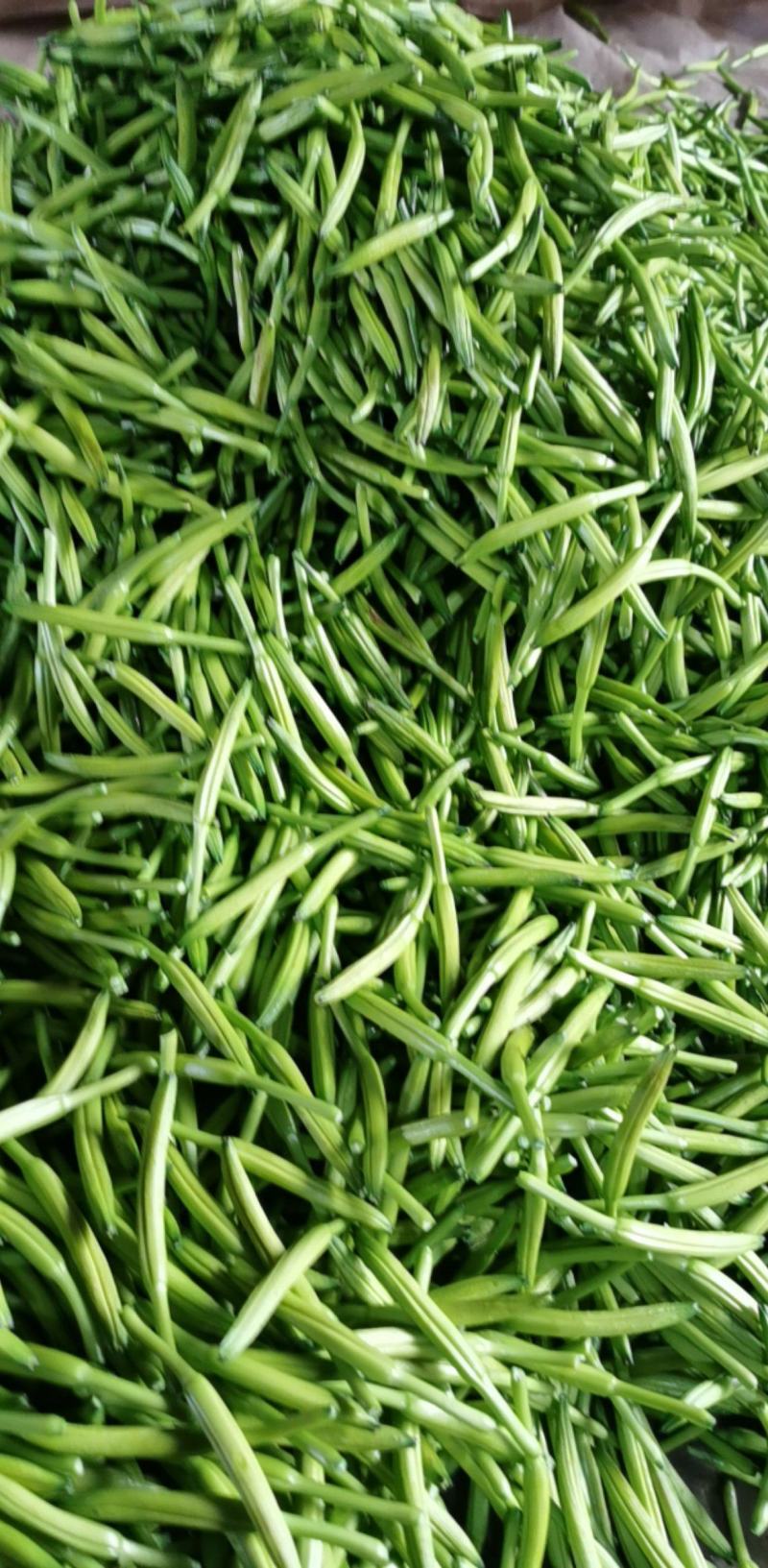 黄花菜3月初大量上市，欢迎预定新鲜黄花菜货好农家自产自销