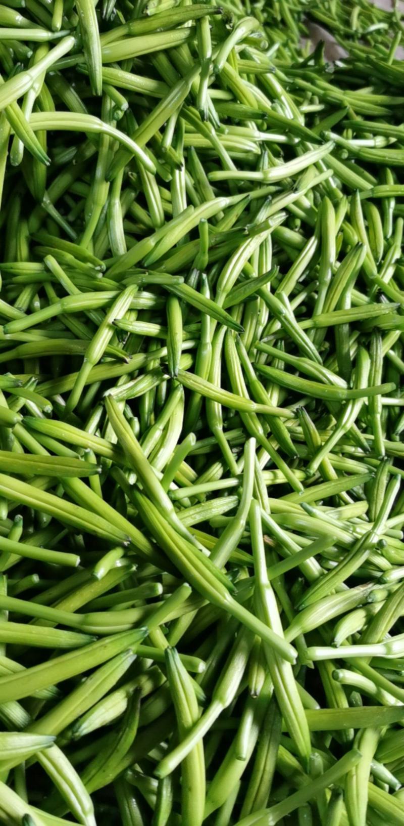 黄花菜3月初大量上市，欢迎预定新鲜黄花菜货好农家自产自销