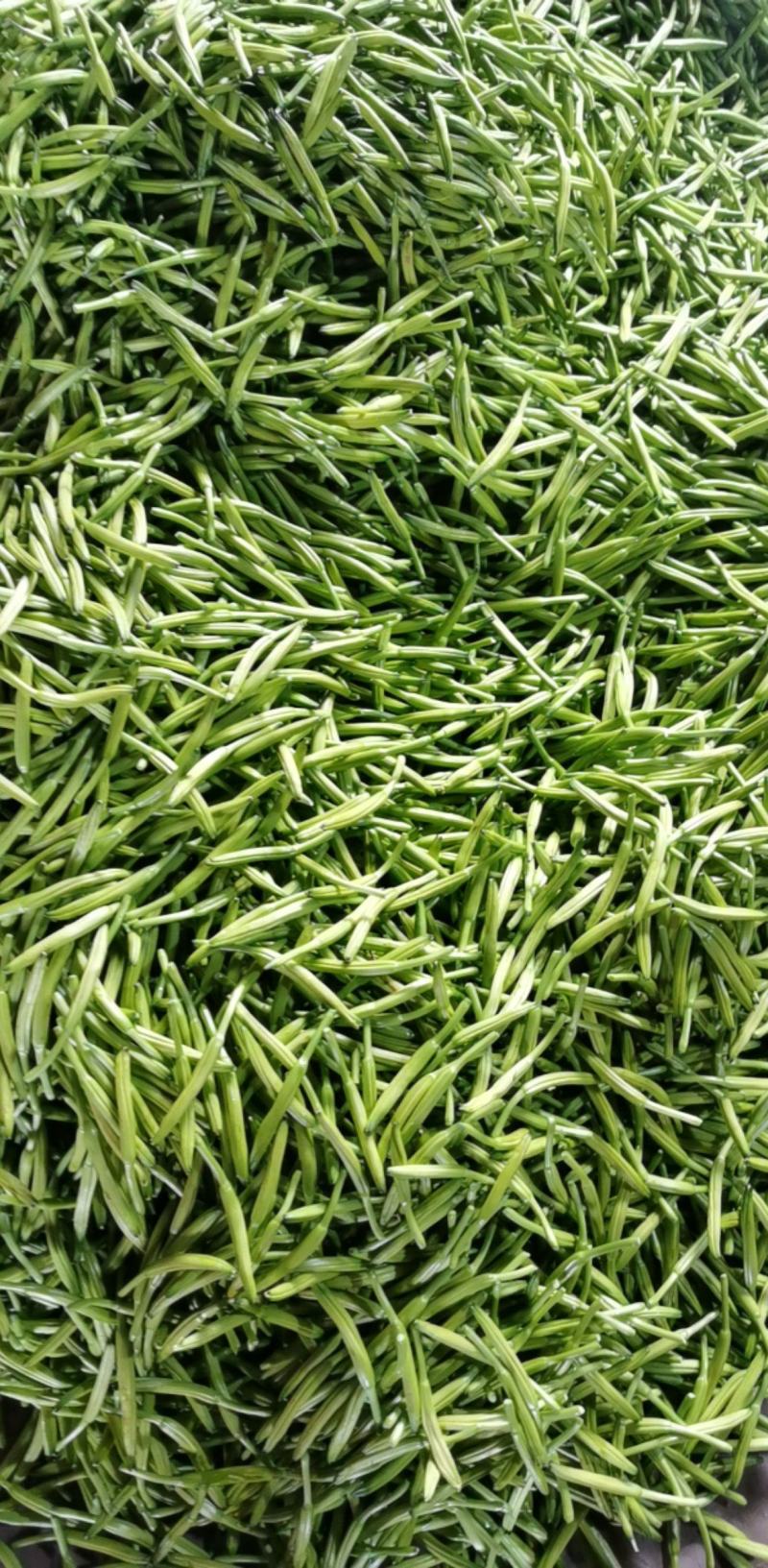 黄花菜3月初大量上市，欢迎预定新鲜黄花菜货好农家自产自销