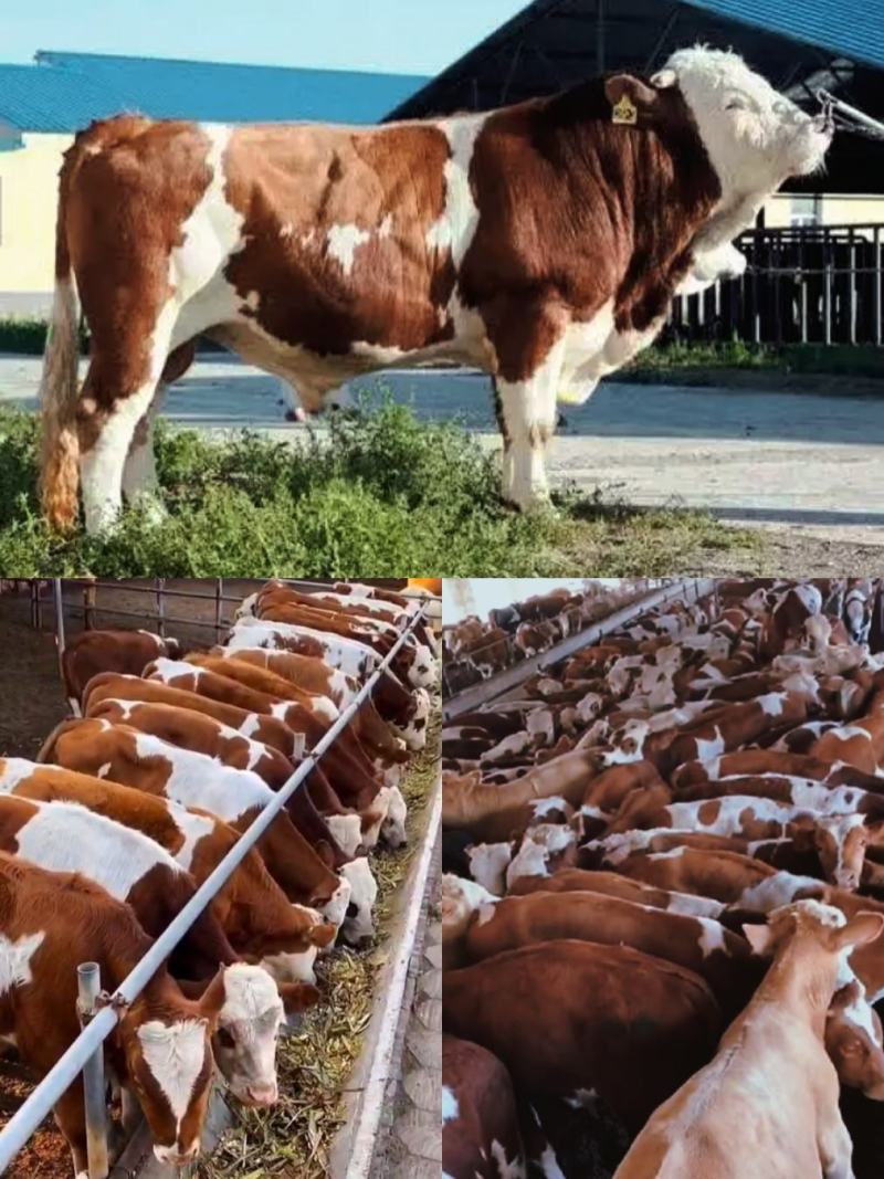 夏洛莱牛肉牛，基地直供，放心品质，可实地考察