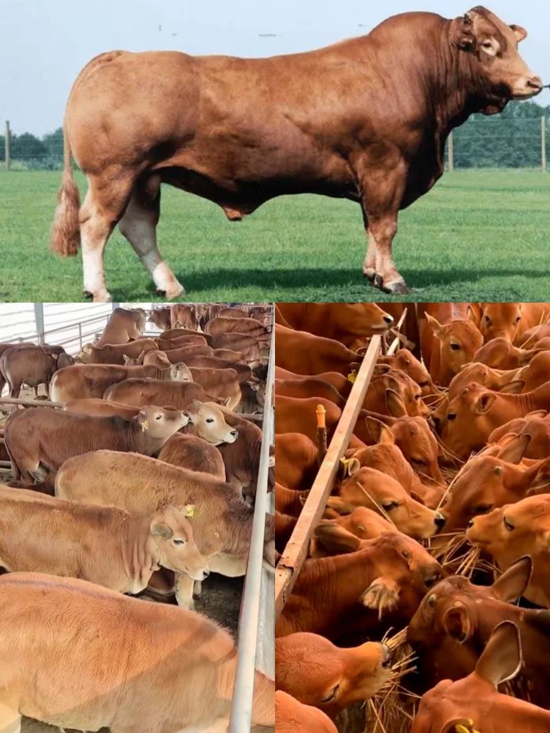 夏洛莱牛肉牛，基地直供，放心品质，可实地考察