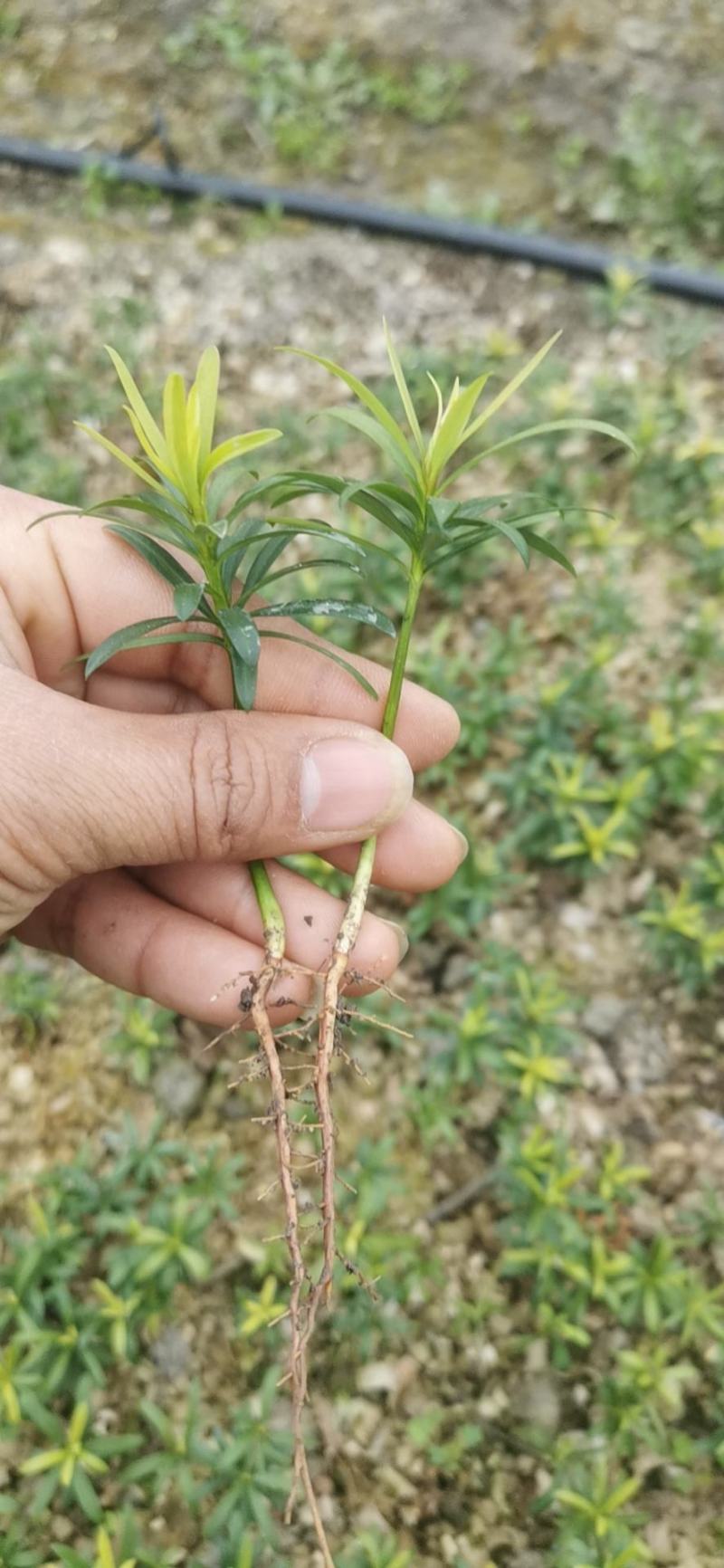 小叶贵妃罗汉松。假一赔十。