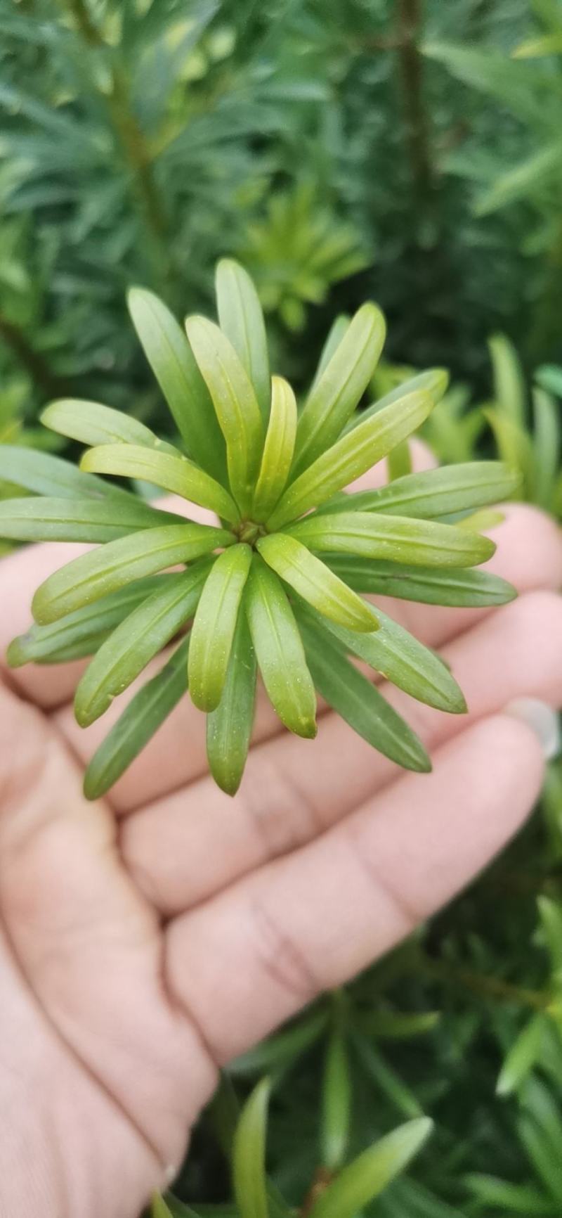 小叶贵妃罗汉松。假一赔十。