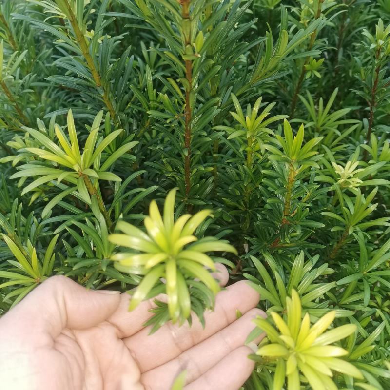 小叶贵妃罗汉松。假一赔十。