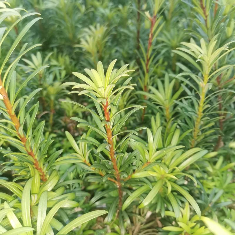 小叶贵妃罗汉松。假一赔十。