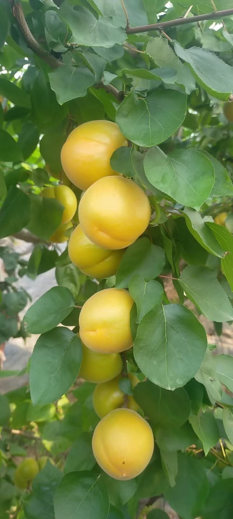 温室大棚金太阳杏产地直发